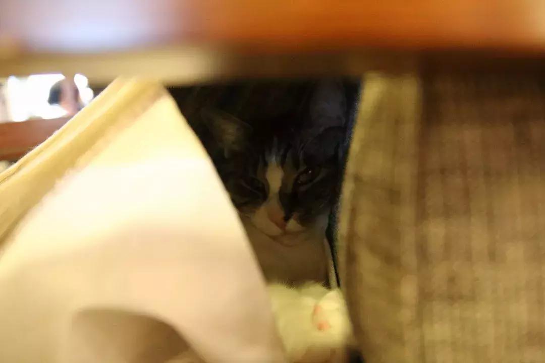 可以撸羊驼撸猫撸狗的咖啡厅,猫咖咖啡馆买猫