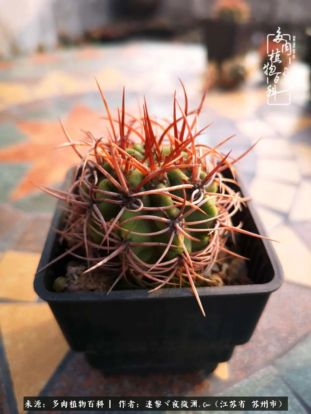 围观多肉版武林大会，一起穿越吧,下