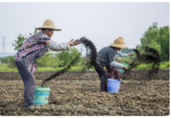 种植草莓浆果上有一层*粉白**病的发生过程及防治方案