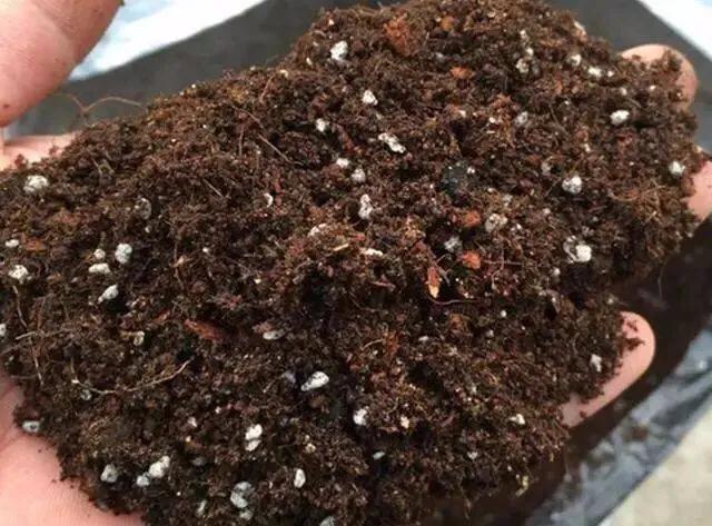 养花如何解决盆土上干下湿的问题,养花土壤盐碱化怎么办