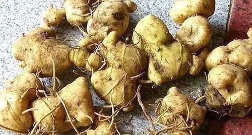 类似黄姜药材的植物,跟黄姜长得一模一样的植物