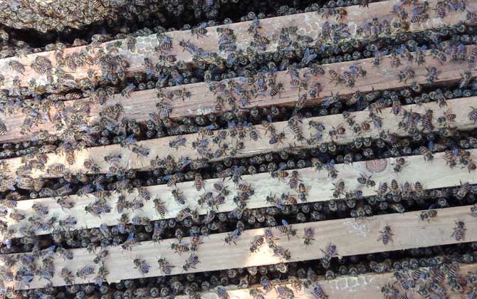 怎样防治蜜蜂桶里生棉虫,蜂蜜桶长棉虫用什么药