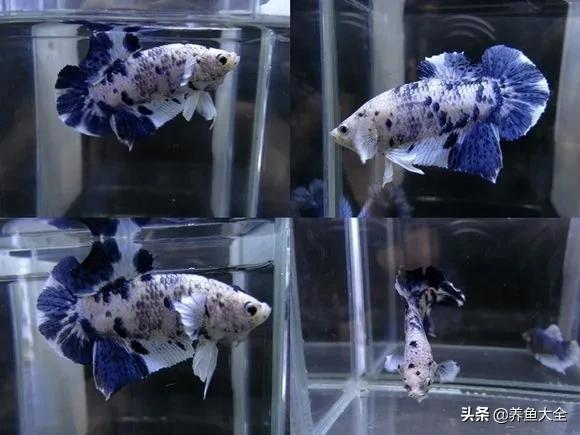 斗鱼官网图片,斗鱼的视频相册