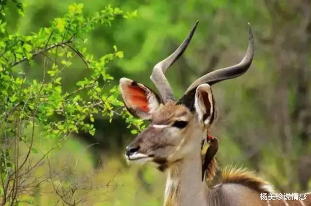 残忍!这9种带血文玩太血腥!碰了小心坐牢