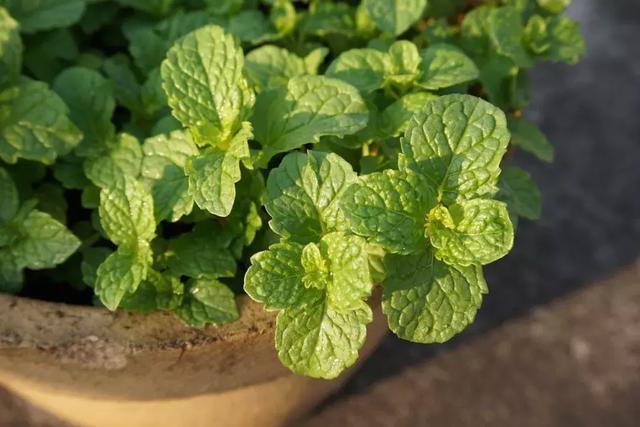 适合新手养的漂亮植物，价格便宜还好养活，来看看有没有你喜欢的