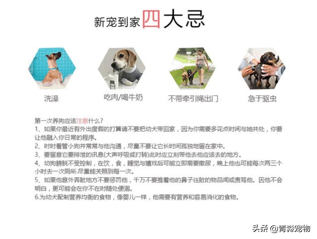 泰迪最后两颗牙齿牙结石怎么去,泰迪狗牙结石严重能吃什么啊