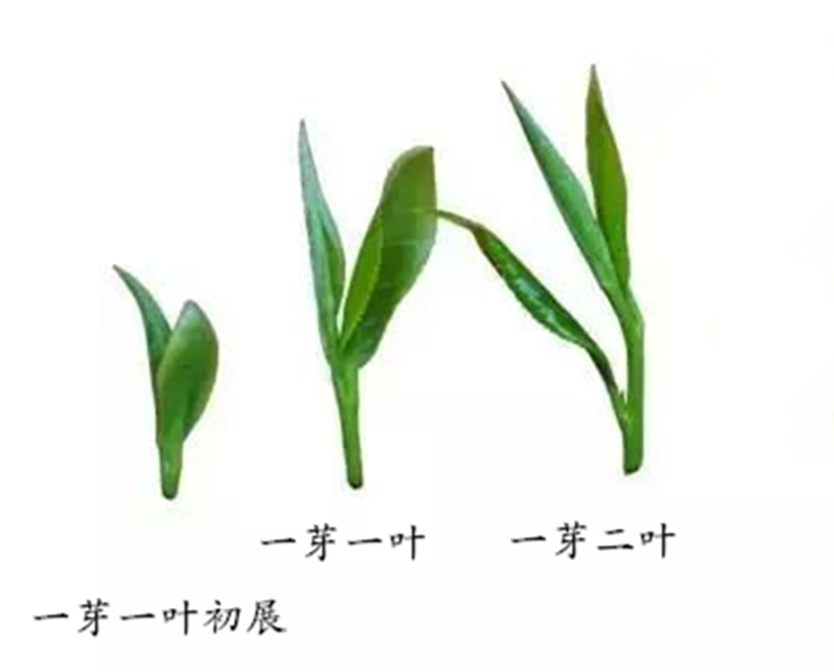 黄山野毛峰和普通毛峰,黄山毛峰为什么叫黄山毛峰