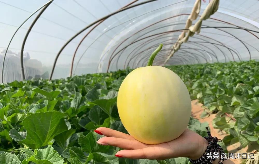 不甜不要钱!白玉甜瓜火了,脆嫩香甜多汁!全家老小都爱吃