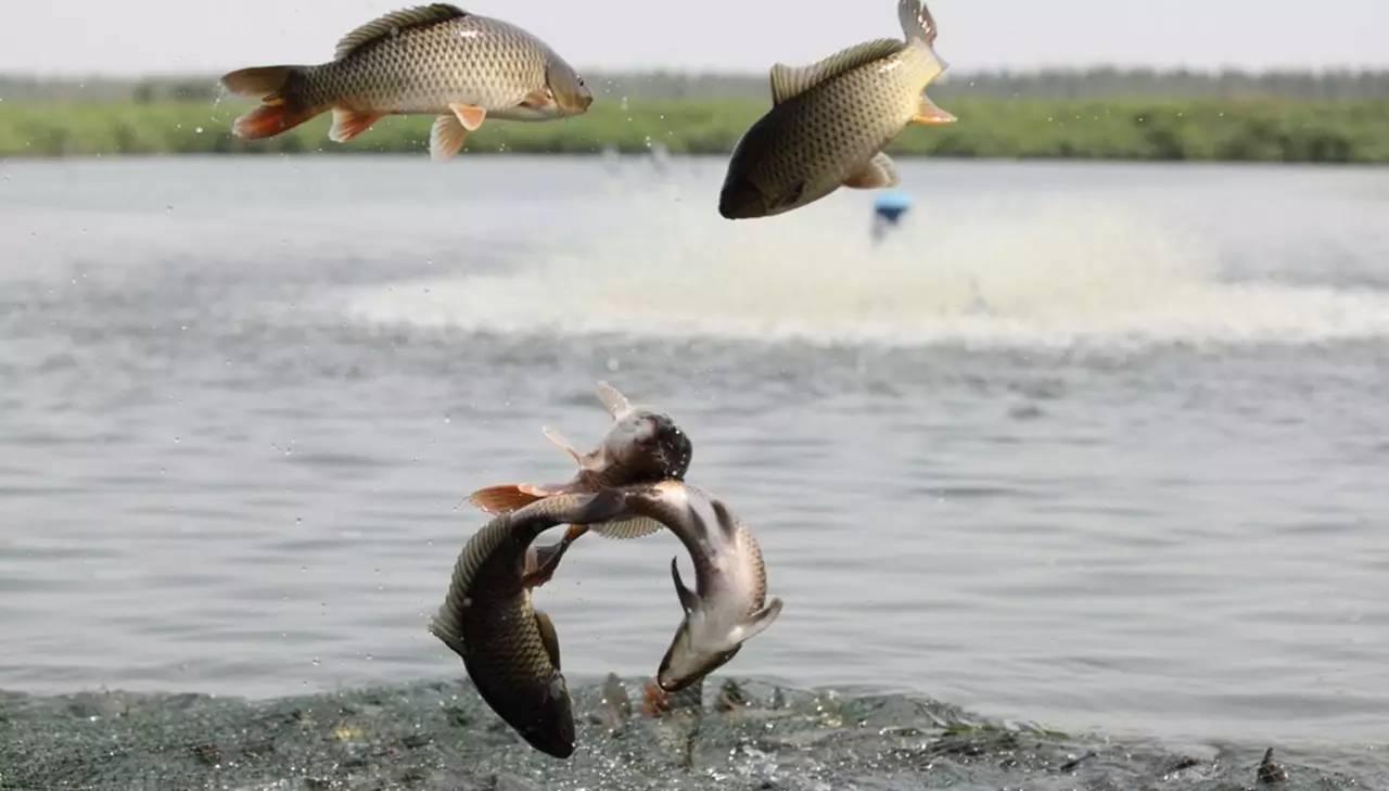 黄河泥沙那么大为什么会有鱼,为何黄河大鲤鱼多出名