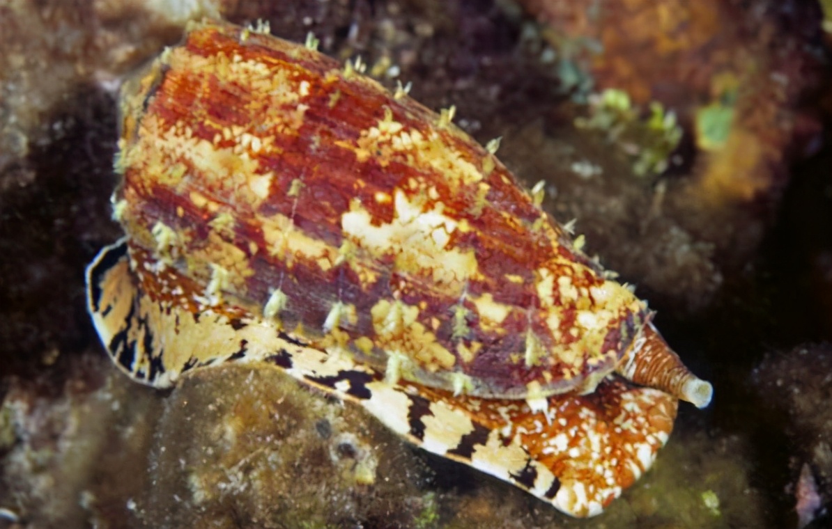 15种令人惊叹的透明生物,越看越可怕的动物