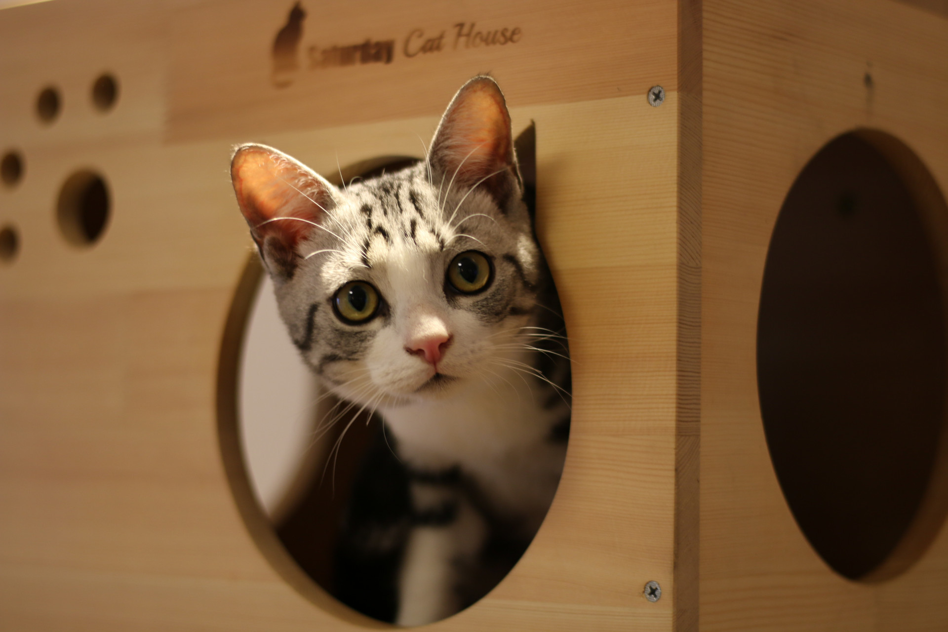 猫咪心肌肥厚突然死亡怎么急救,猫咪肥厚性心肌病猝死的先兆症状