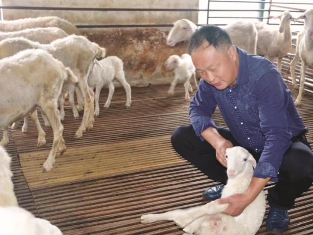 养羊如何让羊快速产奶水,羊生下来以后母羊如何护理