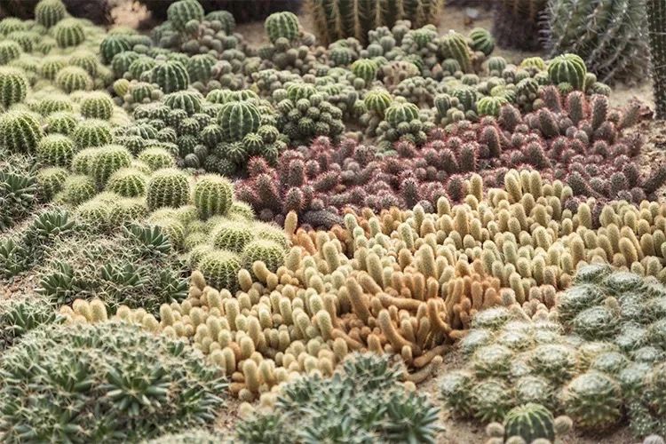 深圳吃喝玩乐两日游推荐,深圳周边游吃喝一日游推荐