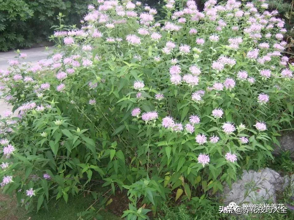 薄荷有清热解毒的作用吗,有一种特别清凉的薄荷