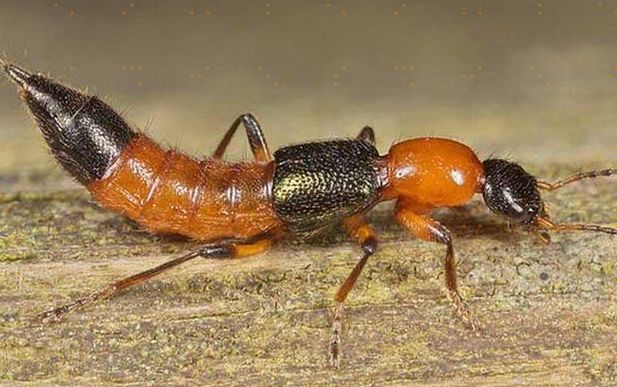 毒蚂蚁隐翅虫,被有翅膀的蚂蚁蛰了有毒吗