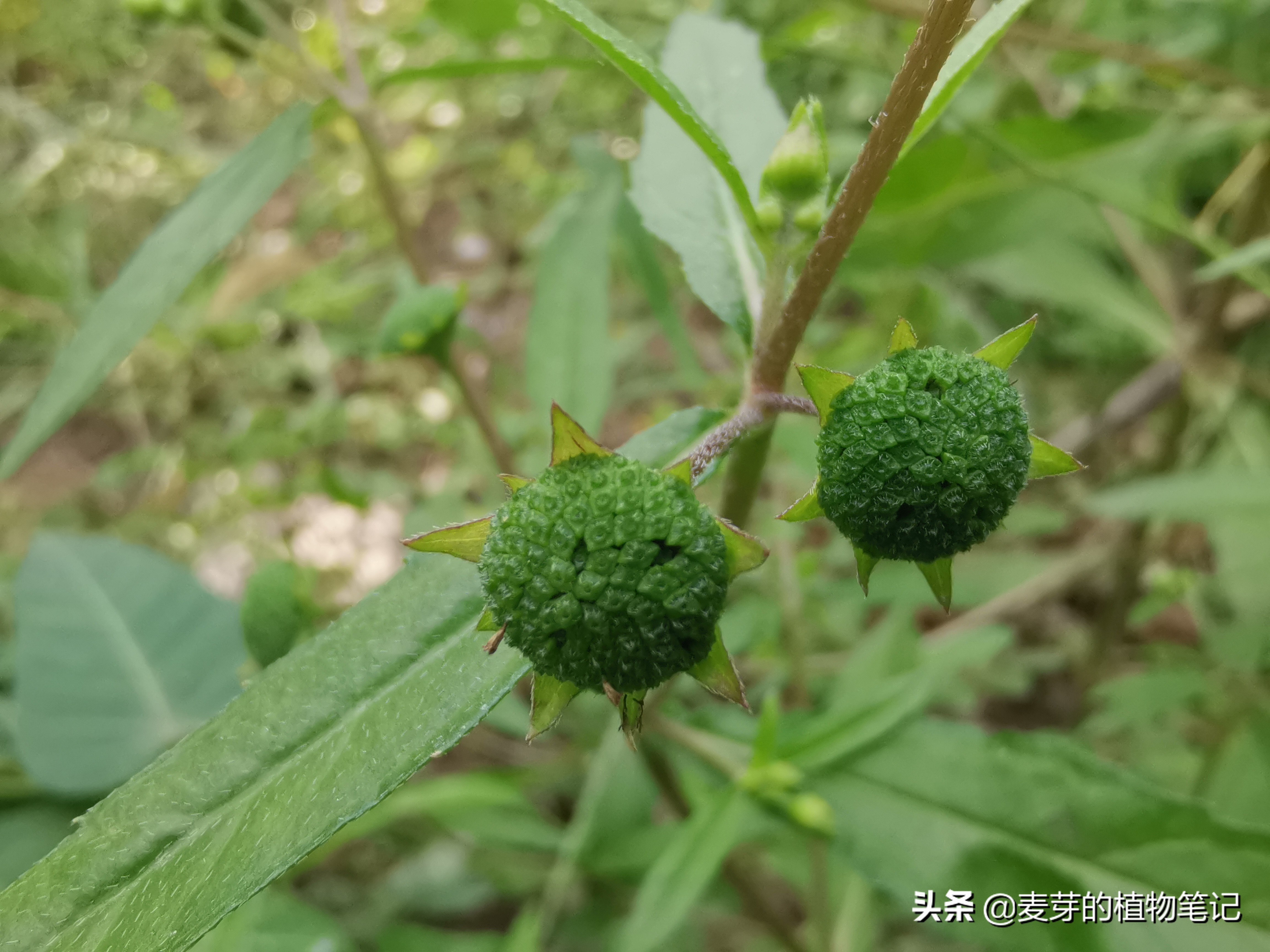 带动物名的植物,哪些动物的名字和植物的相近