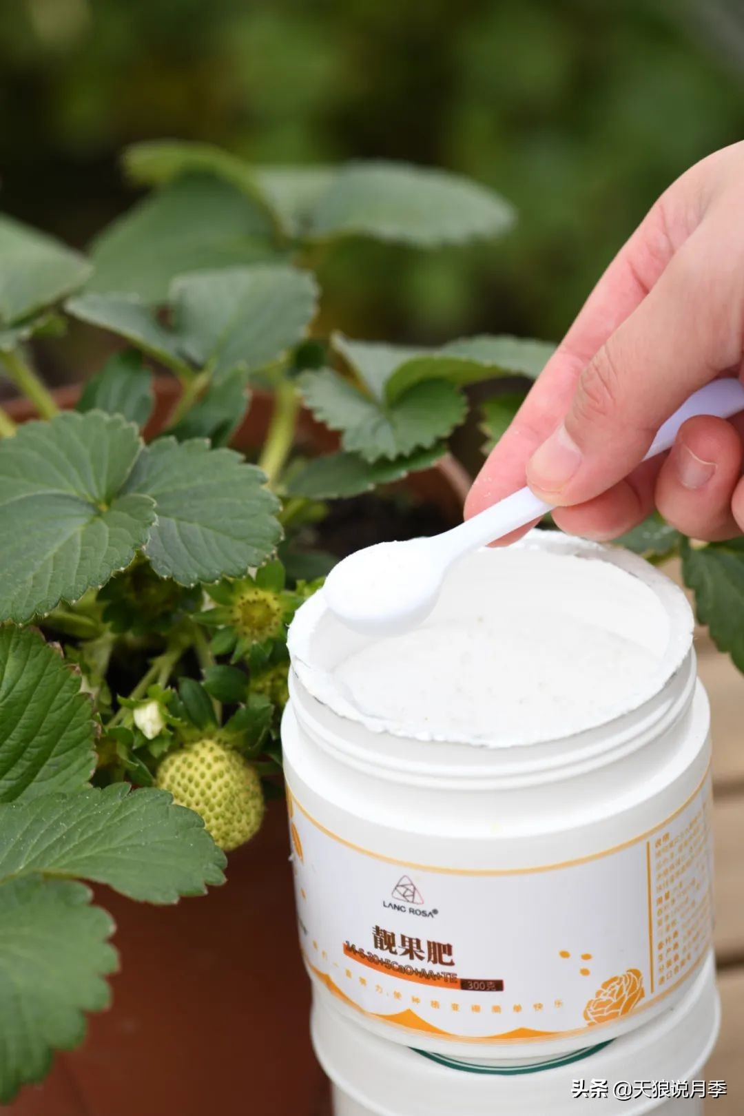 草莓防寒的方法,草莓熟了怎么保护