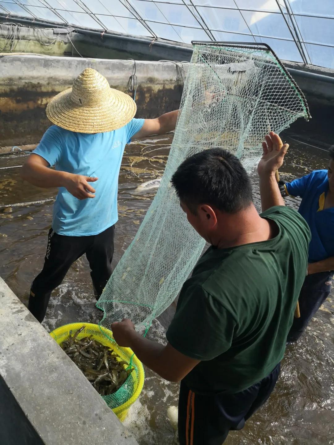 热食柠香南美鲜虾低脂意面,南美鲜虾沙拉优惠团购
