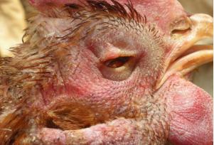 鸡头肿大睁不开眼是什么病,鸡头眼肿发黑是什么病