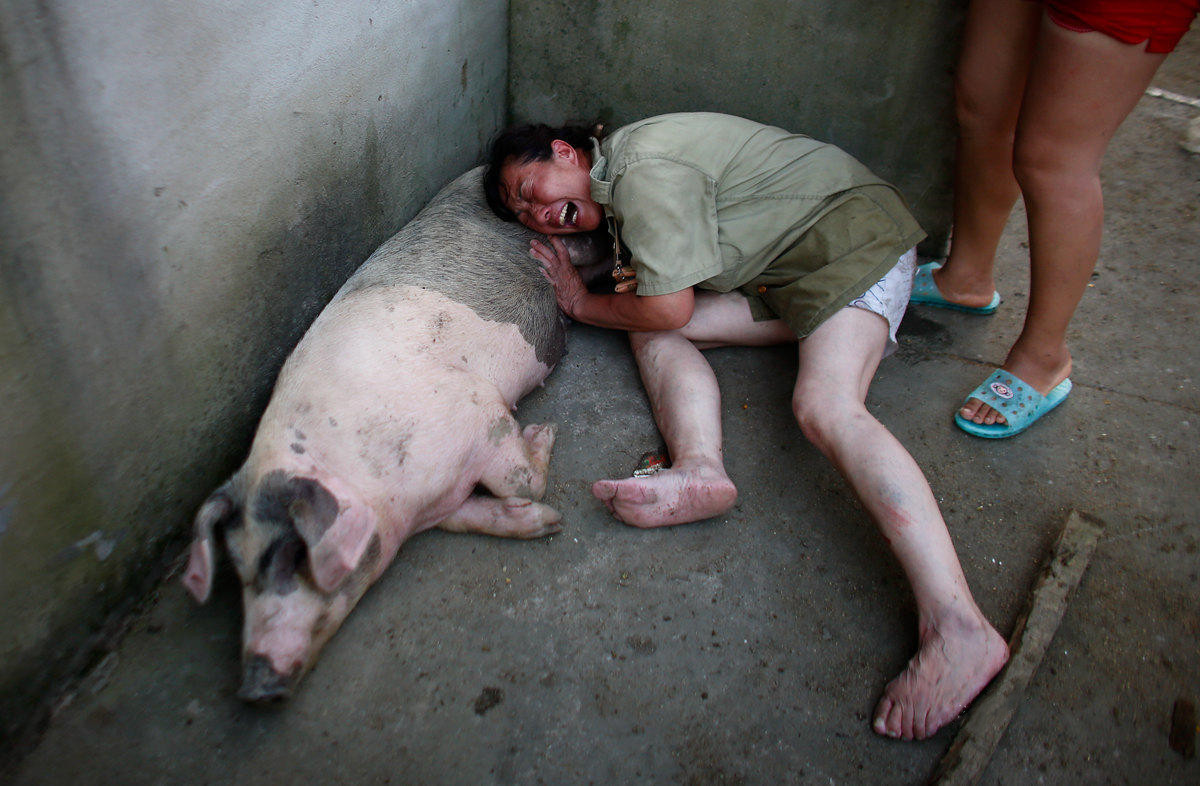 公司加农户合作养猪一头赚多少,农户与公司合作养猪有什么好处