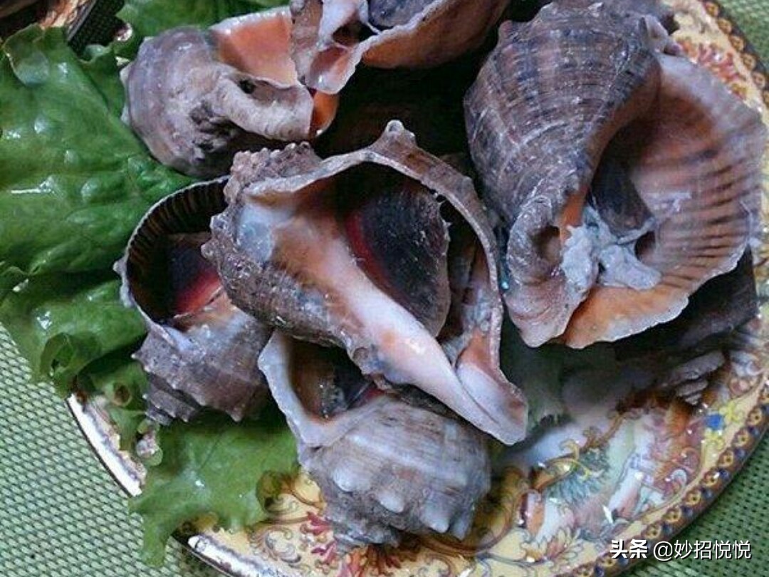 怎么挑选海螺最好,海螺挑选方法