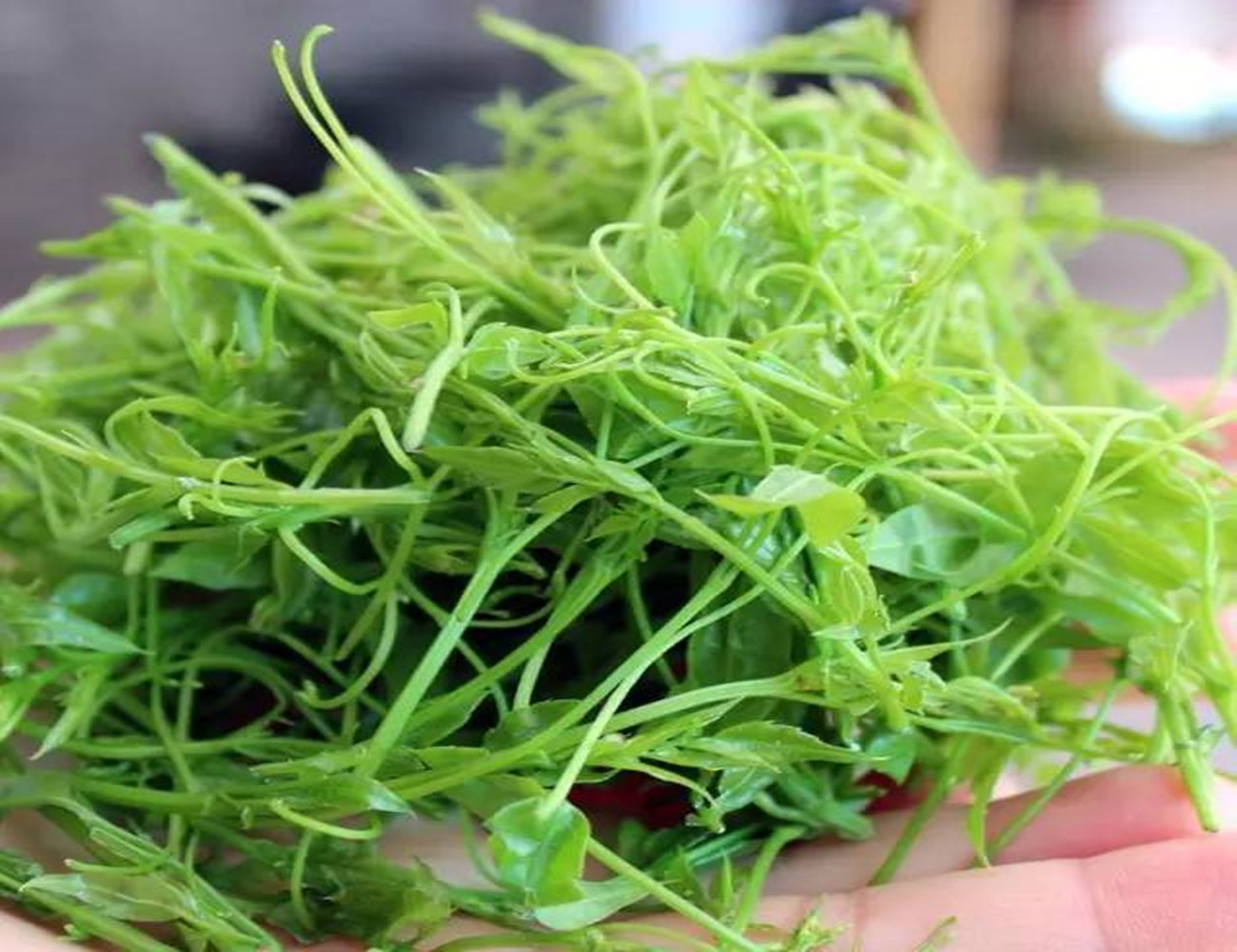 茅岩莓茶和张家界莓茶有什么区别,茅岩莓茶是凉性还是温性茶