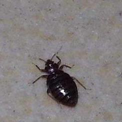 快速灭臭虫方法,家里有臭虫怎么灭才干净