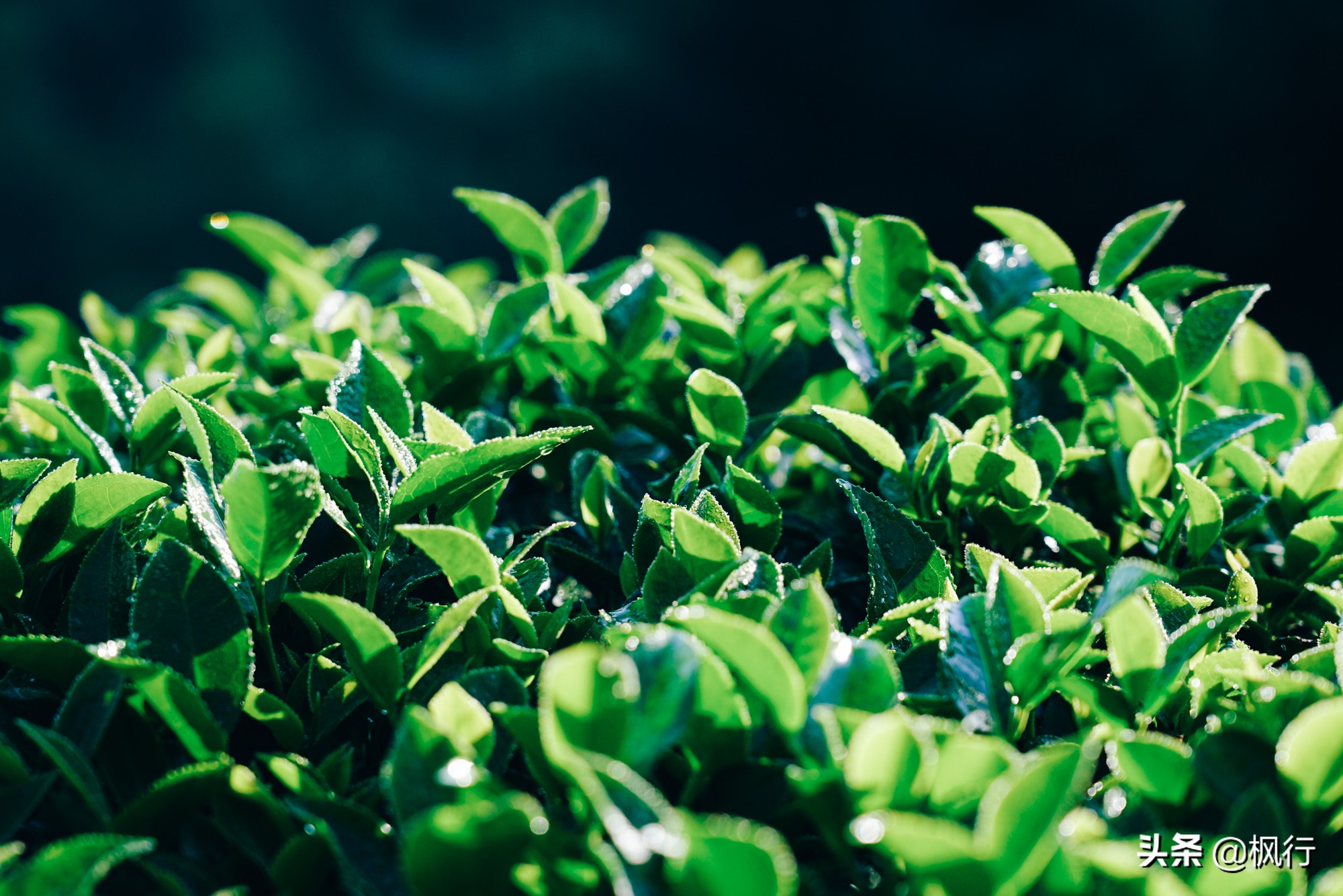 最详细实用福建土楼攻略,南靖土楼3天2晚住宿团购