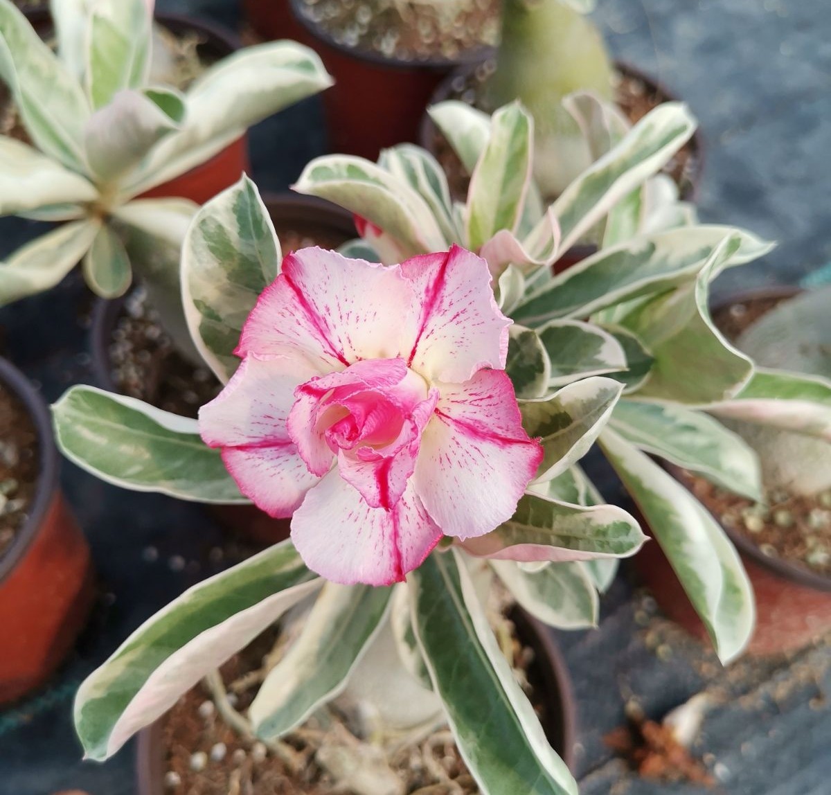 84个沙漠玫瑰品种，收起来慢慢看，待到来年春天选几种喜欢的养