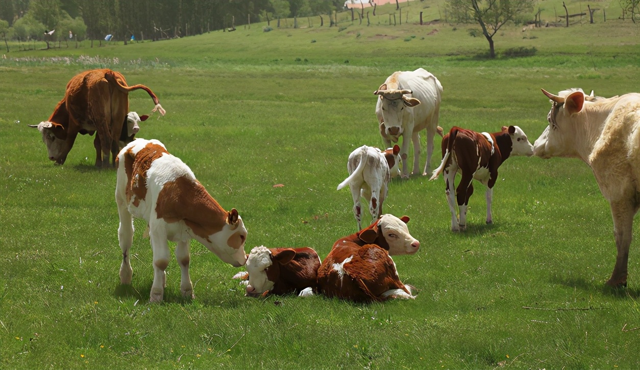 趣谈英文中的“牛词”:牛年的“牛”应该用哪个?