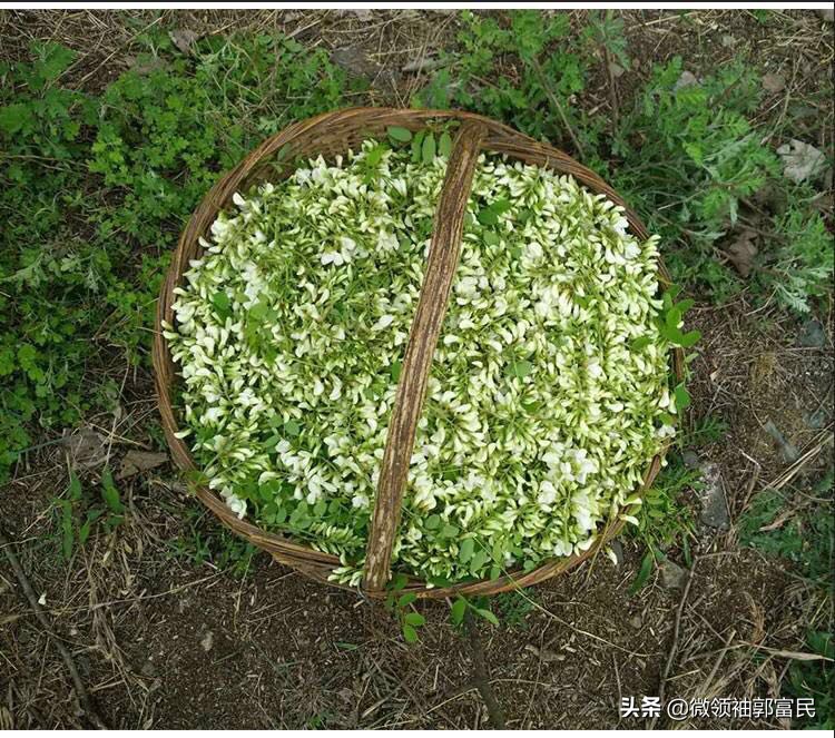 家乡的洋槐花纯天然,家乡的洋槐花