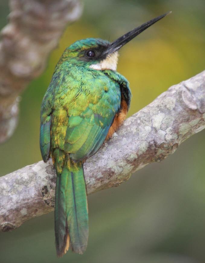 东江揽胜,惠州淡水常见鸟类图谱