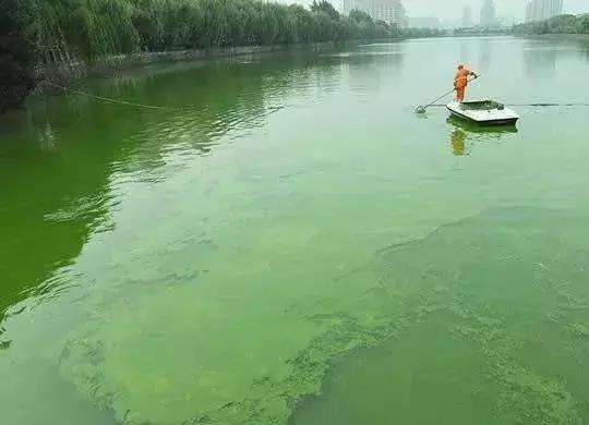 南美白对虾不脱壳怎么治,南美白对虾幼虾空肠空胃怎么处理