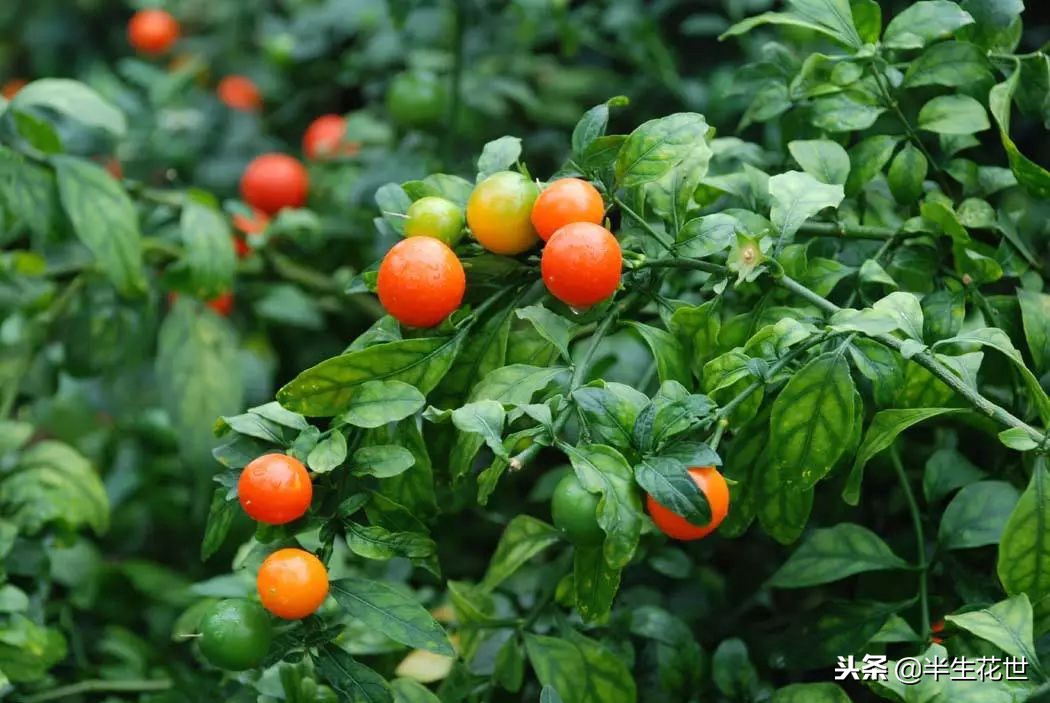观果盆景冬季管理,热带盆栽观果植物有哪些