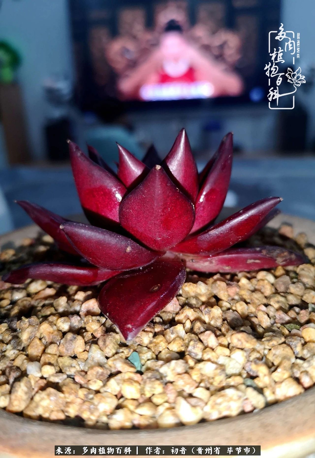 和多肉共度美好时光,与多肉一起成长