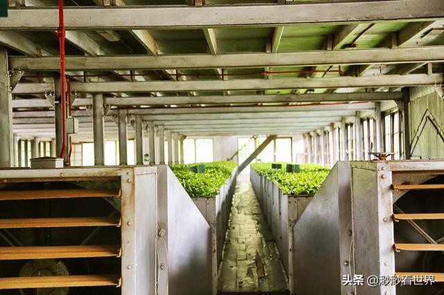 去斯里兰卡旅游攻略,1月去斯里兰卡旅游的最佳攻略