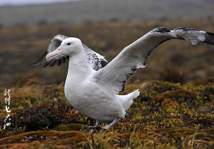 漂泊信天翁滑翔,漂泊信天翁为什么被称为滑翔员