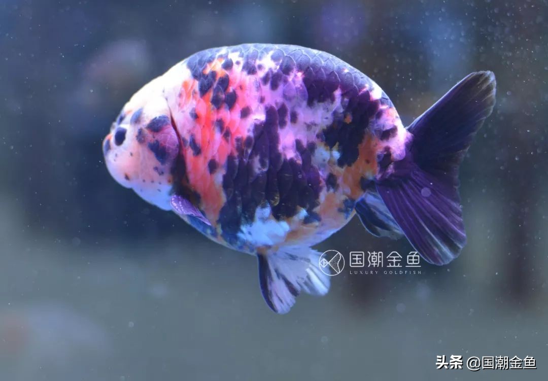 养鱼春季预防,养鱼攻略新手金鱼