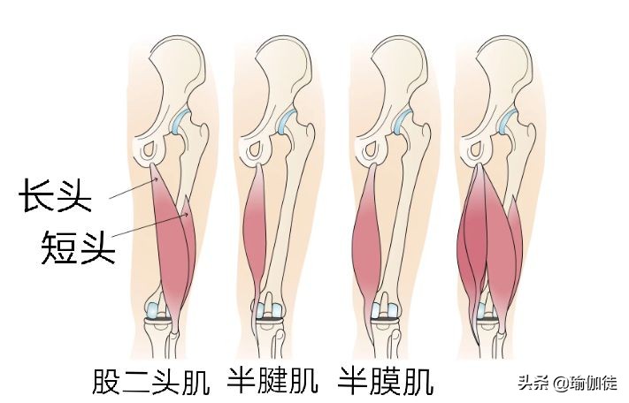 大腿后侧腘绳肌肉僵硬拉伸动作,腿僵硬怎么练腘绳肌