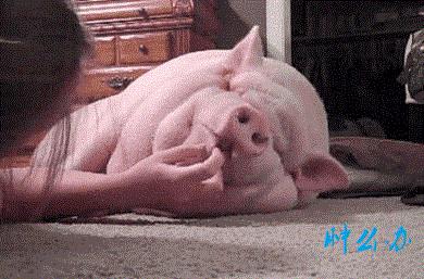 母猪外阴血肿在猪场很常见，是束手无策还是视若无睹