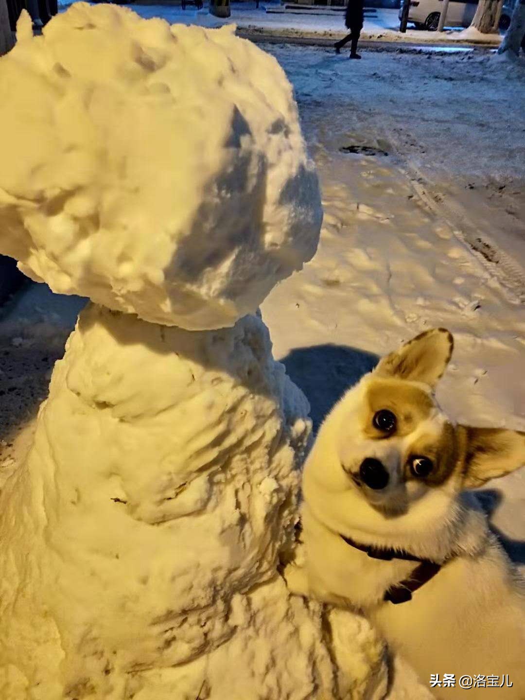 狗狗多久会忘记前主人,狗狗走丢后多久会忘记主人