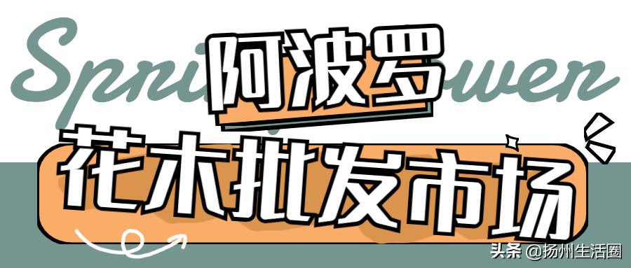 2元花盆批发清仓,2元花卉批发市场