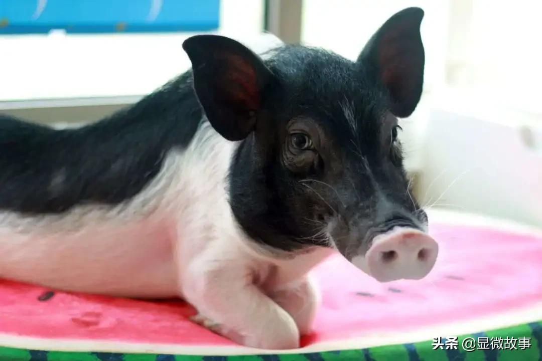 揭秘宠物殡葬：我设计了6487个骨灰盒，只为了帮它体面离开