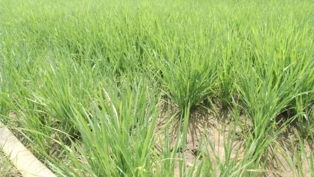 稻田里裂口像拳头那么大，50米外的水渠却满满是水？私拉电线好危险只能干着急