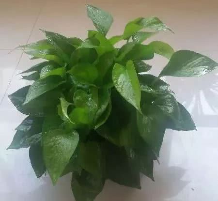 绿萝怎么养才能更旺盛生活小技巧,绿萝冬天怎么养才能更旺盛小妙招