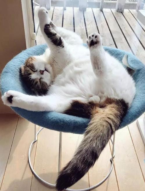 新养猫如何引导它的好习惯,教你轻松掌握养猫方法