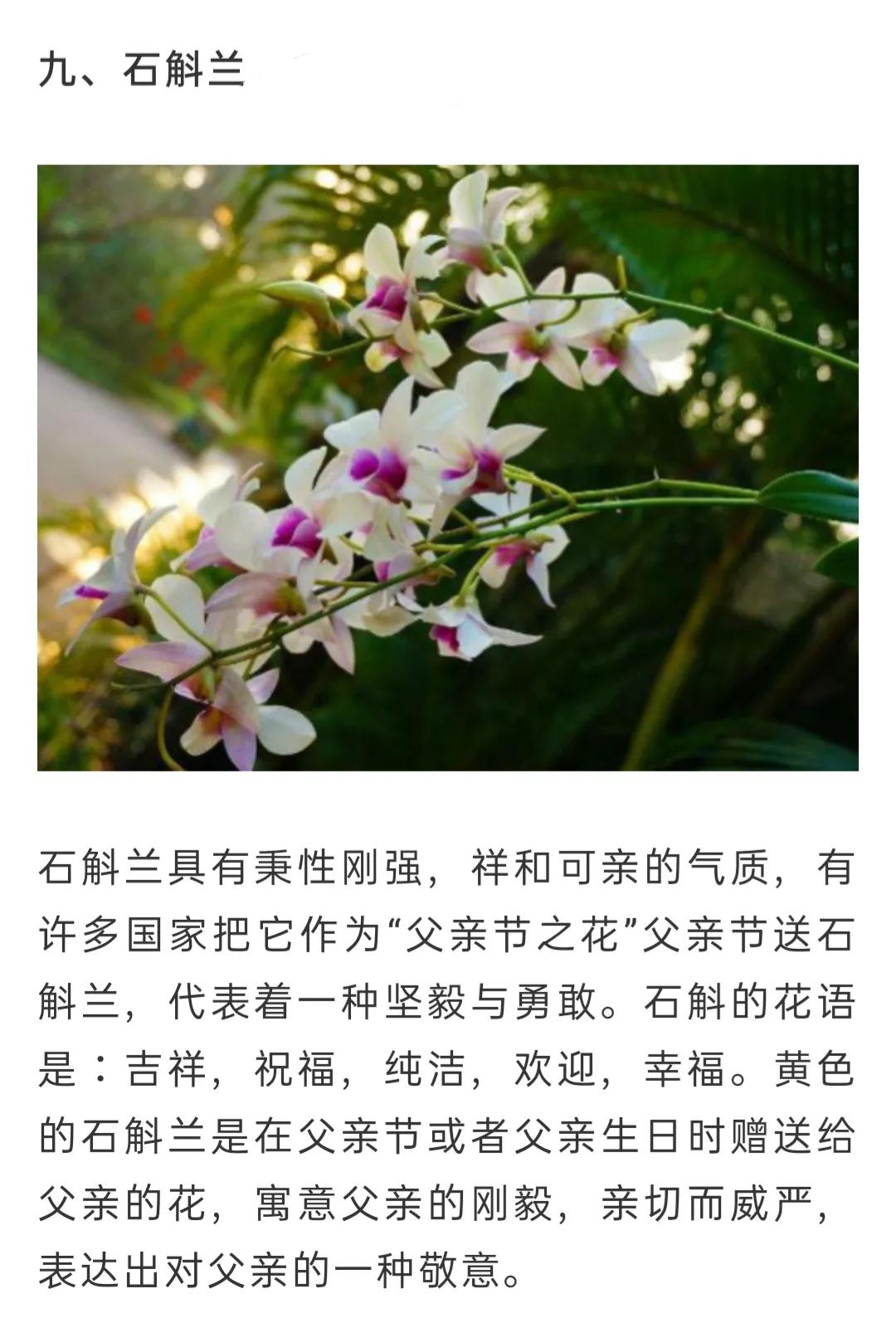 兰花品种大全简介,兰花种类讲解视频