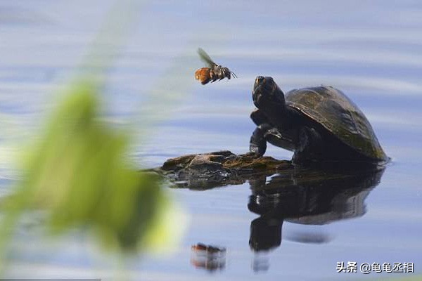 乌龟为什么不吃鱼也不吃东西,乌龟立秋后就不吃食物了吗