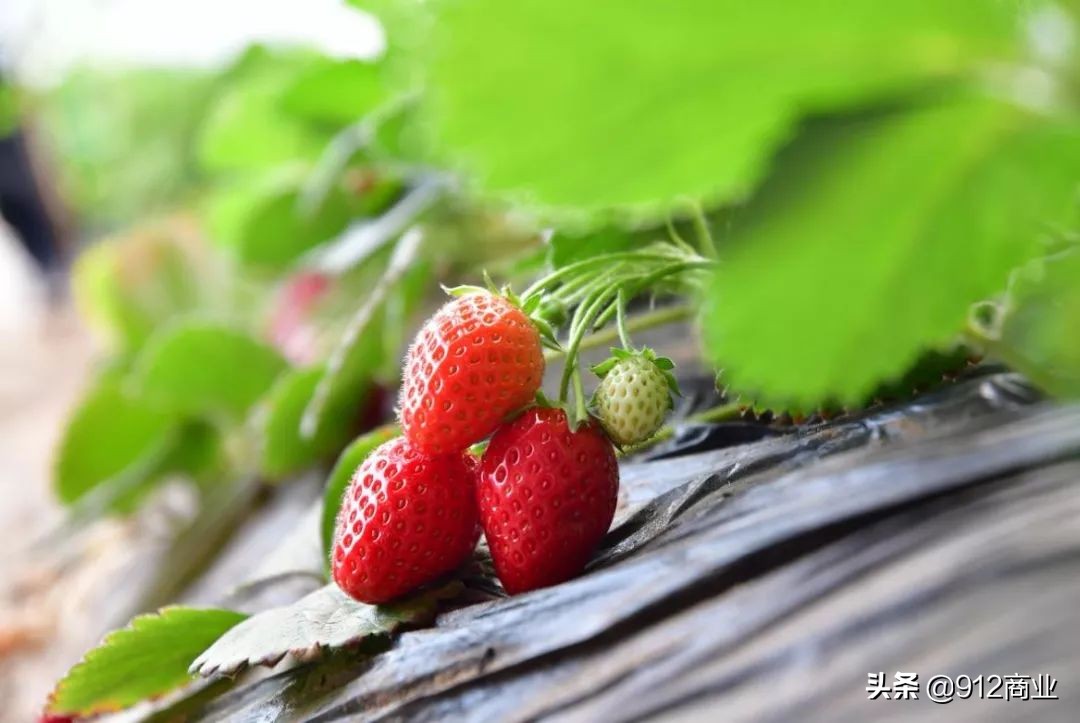 南京本地人冷知识,南京哪个区域是核心区