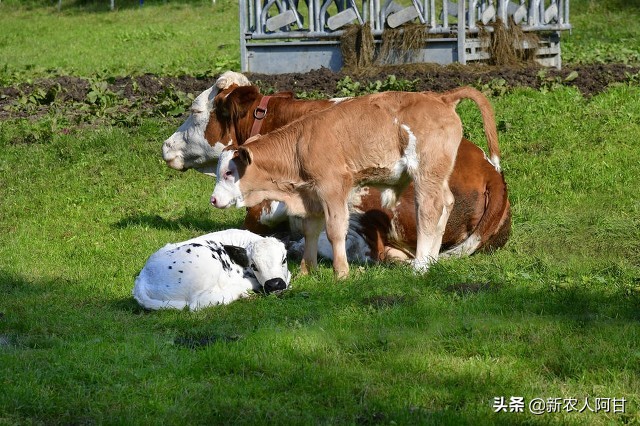 养牛人看过来，繁育母牛消瘦，试试这几种方法让牛快速增肥长膘